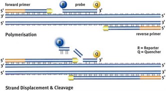 Dual Labled Probes